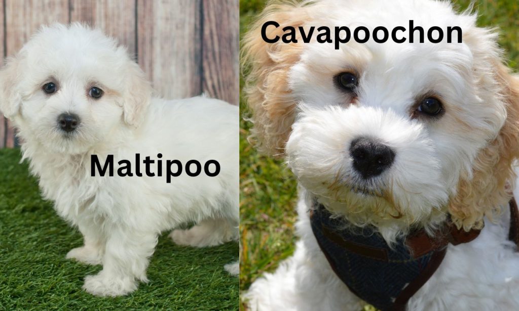 maltipoo vs cavapoochon