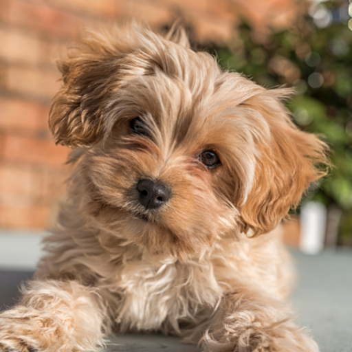 cavapoochon puppies