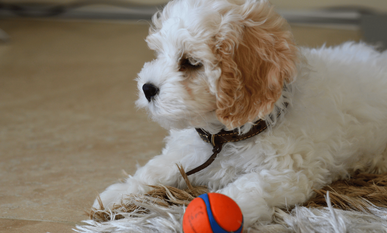 cavapoochon puppies