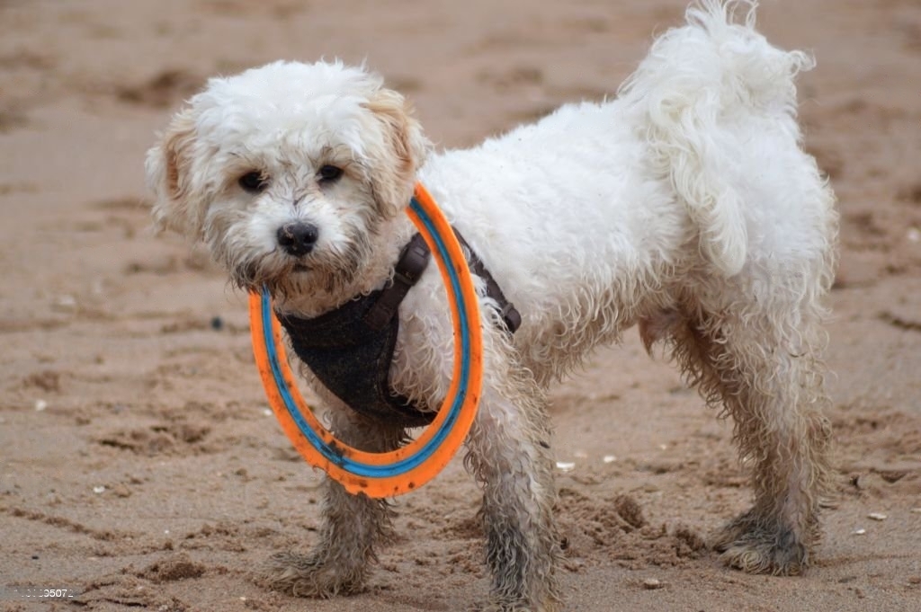 cavapoochon information