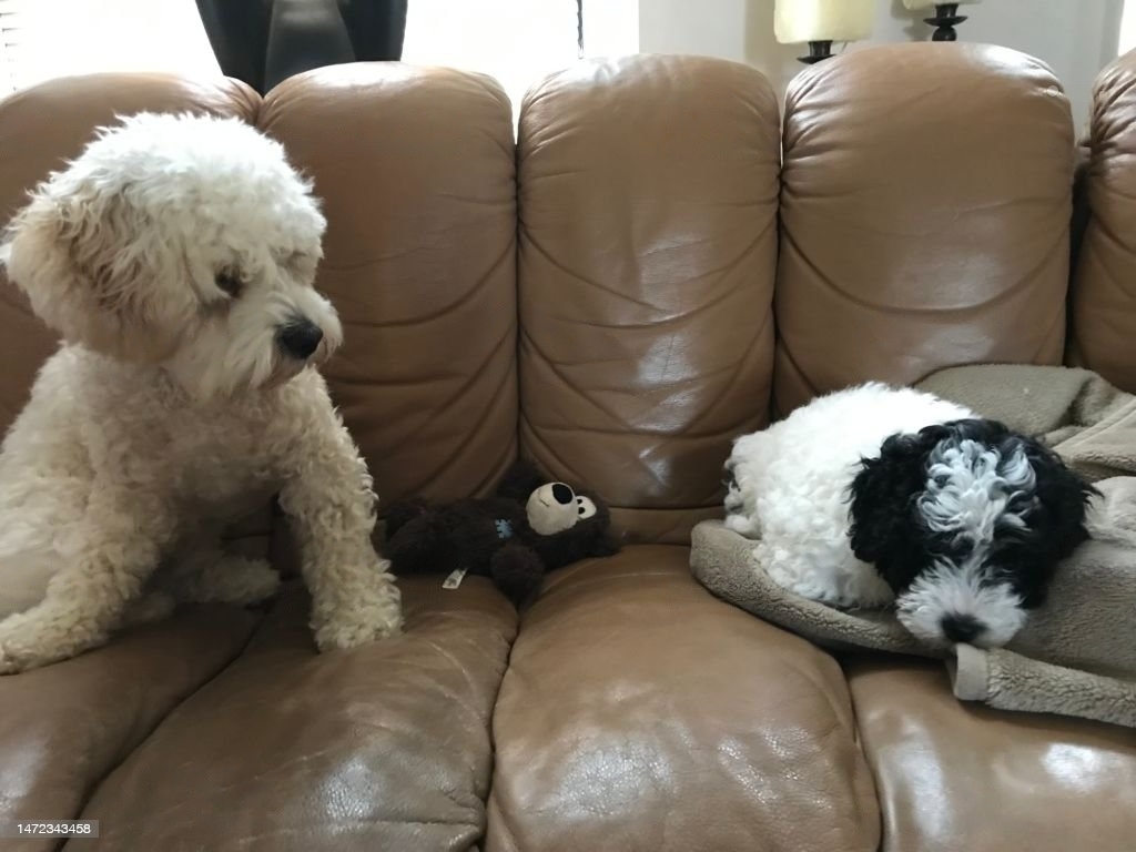 cavapoochon breeders